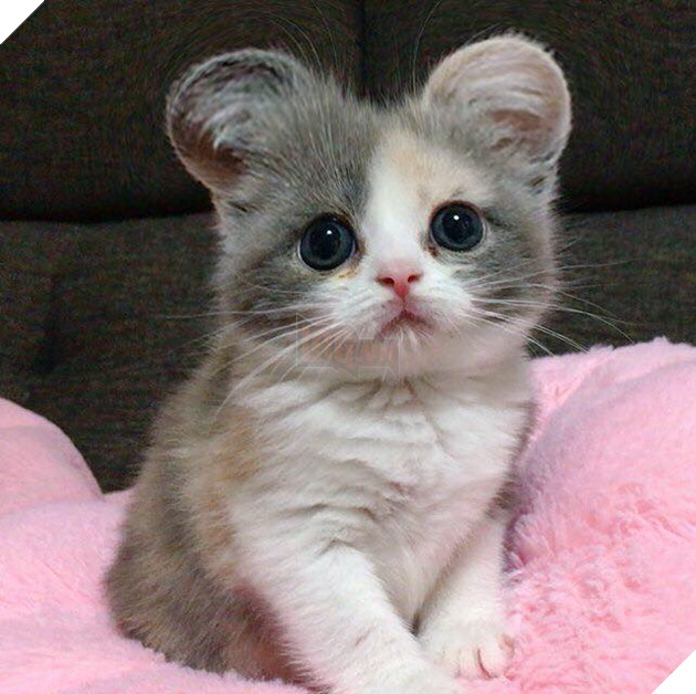 Tổng hợp hình ảnh những bé mèo con cute khiến bạn chỉ bưng lên giường ôm ngủ cho hết ngày dài  15