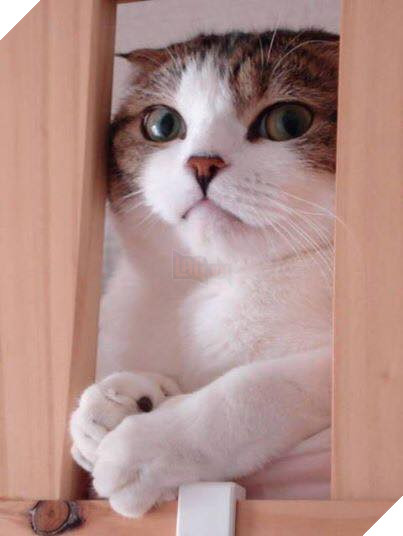 Tổng hợp hình ảnh những bé mèo con cute khiến bạn chỉ bưng lên giường ôm ngủ cho hết ngày dài  16