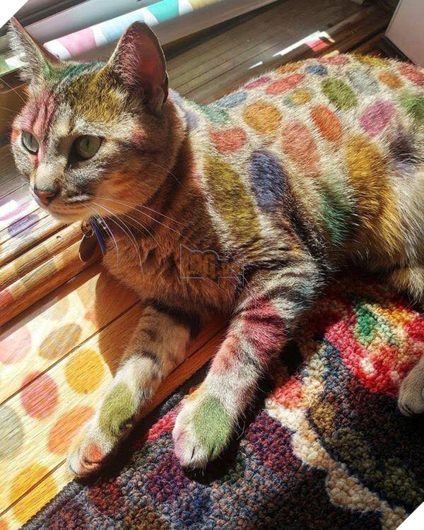 Tổng hợp hình ảnh những bé mèo con cute khiến bạn chỉ bưng lên giường ôm ngủ cho hết ngày dài  17