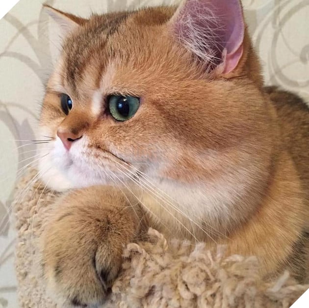 Tổng hợp hình ảnh những bé mèo con cute khiến bạn chỉ bưng lên giường ôm ngủ cho hết ngày dài  18