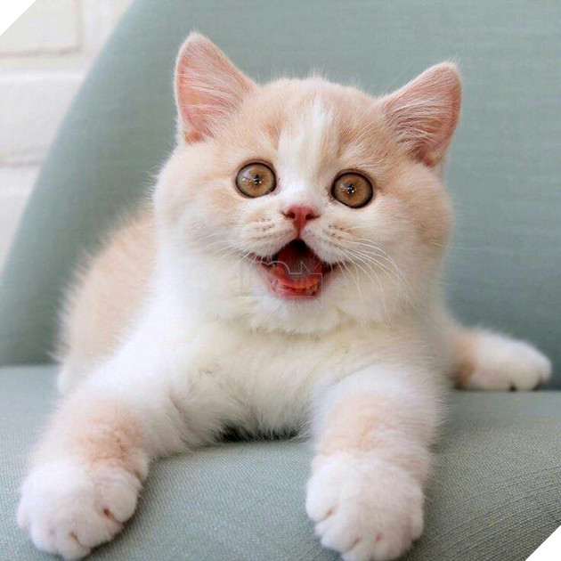 Tổng hợp hình ảnh những bé mèo con cute khiến bạn chỉ bưng lên giường ôm ngủ cho hết ngày dài  19