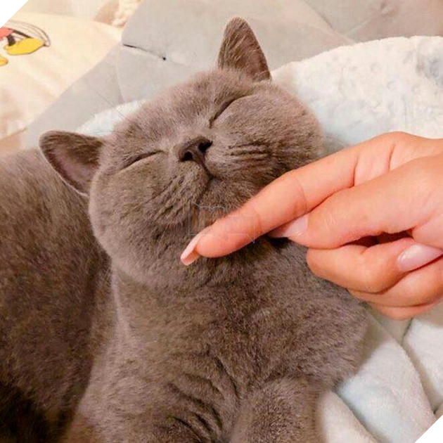 Tổng hợp hình ảnh những bé mèo con cute khiến bạn chỉ bưng lên giường ôm ngủ cho hết ngày dài  20