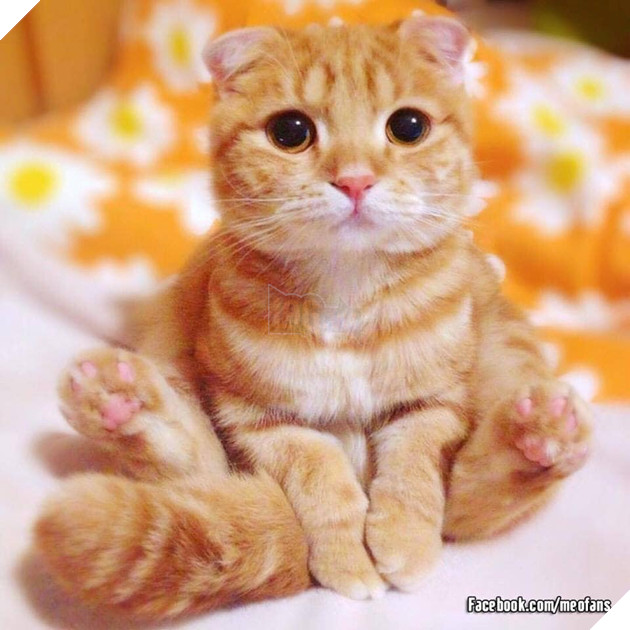 Tổng hợp hình ảnh những bé mèo con cute khiến bạn chỉ bưng lên giường ôm ngủ cho hết ngày dài  21