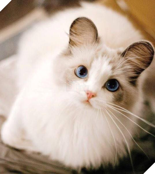 Tổng hợp hình ảnh những bé mèo con cute khiến bạn chỉ bưng lên giường ôm ngủ cho hết ngày dài  25