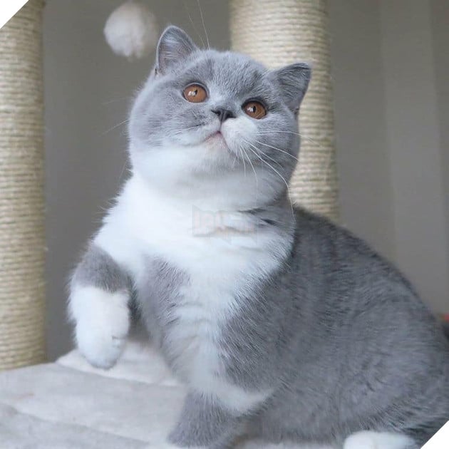 Tổng hợp hình ảnh những bé mèo con cute khiến bạn chỉ bưng lên giường ôm ngủ cho hết ngày dài  2