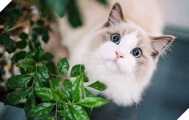 Tổng hợp hình ảnh những bé mèo con cute khiến bạn chỉ bưng lên giường ôm ngủ cho hết ngày dài  3