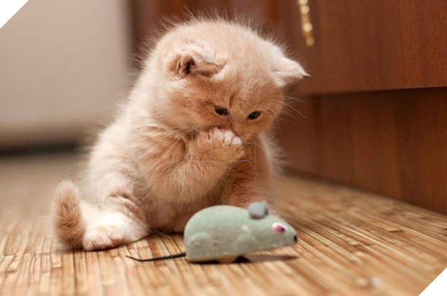 Tổng hợp hình ảnh những bé mèo con cute khiến bạn chỉ bưng lên giường ôm ngủ cho hết ngày dài  4