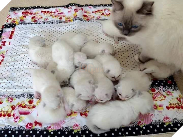 Tổng hợp hình ảnh những bé mèo con cute khiến bạn chỉ bưng lên giường ôm ngủ cho hết ngày dài  5