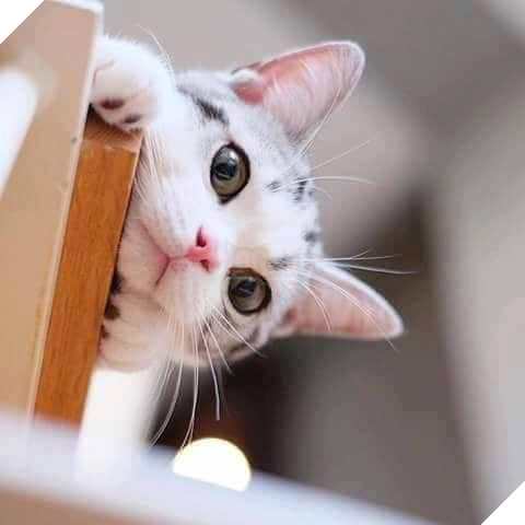 Tổng hợp hình ảnh những bé mèo con cute khiến bạn chỉ bưng lên giường ôm ngủ cho hết ngày dài  6