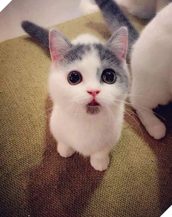 Tổng hợp hình ảnh những bé mèo con cute khiến bạn chỉ bưng lên giường ôm ngủ cho hết ngày dài  7