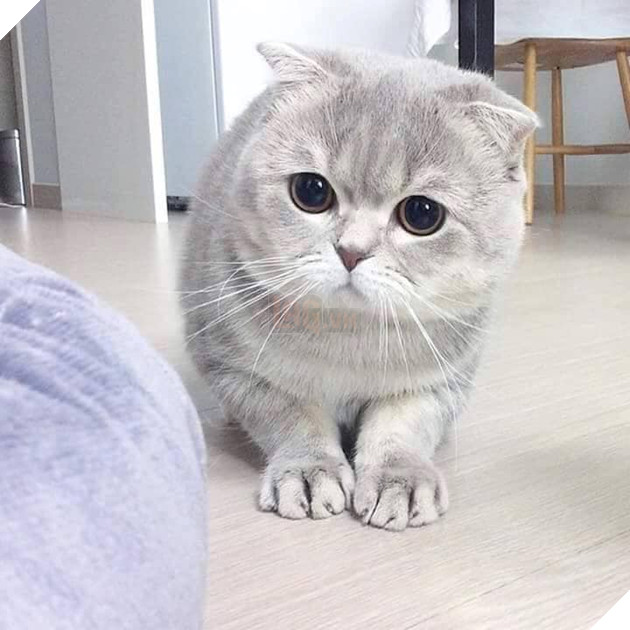 Tổng hợp hình ảnh những bé mèo con cute khiến bạn chỉ bưng lên giường ôm ngủ cho hết ngày dài  8