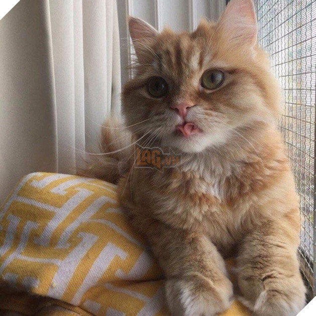 Tổng hợp hình ảnh những bé mèo con cute khiến bạn chỉ bưng lên giường ôm ngủ cho hết ngày dài  9