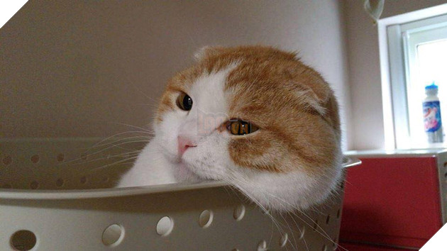 Hình ảnh cho thấy mấy con mèo là chúa nghịch ngợm và thích làm trò mèo khiến cho các sen cười mãi không thôi 10