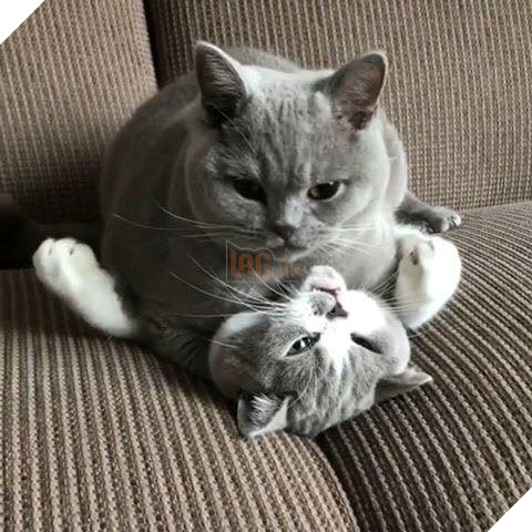 Hình ảnh cho thấy mấy con mèo là chúa nghịch ngợm và thích làm trò mèo khiến cho các sen cười mãi không thôi 11