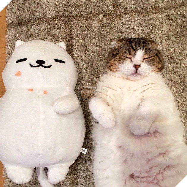 Hình ảnh cho thấy mấy con mèo là chúa nghịch ngợm và thích làm trò mèo khiến cho các sen cười mãi không thôi 14