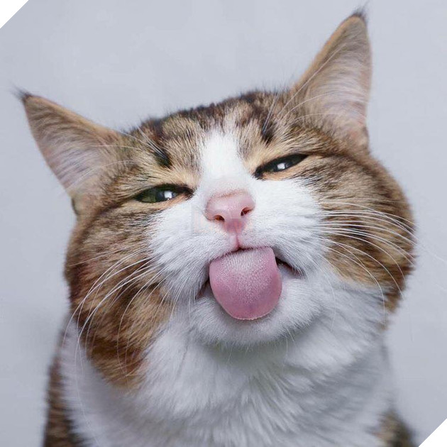 Hình ảnh cho thấy mấy con mèo là chúa nghịch ngợm và thích làm trò mèo khiến cho các sen cười mãi không thôi 15