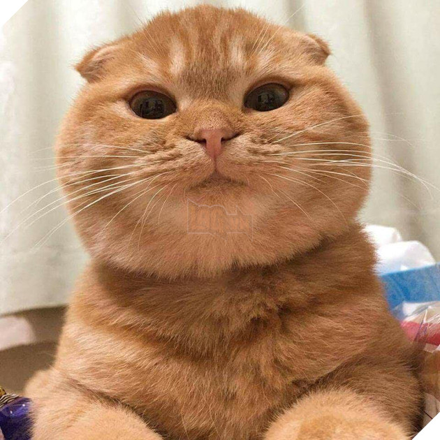 Hình ảnh cho thấy mấy con mèo là chúa nghịch ngợm và thích làm trò mèo khiến cho các sen cười mãi không thôi 16