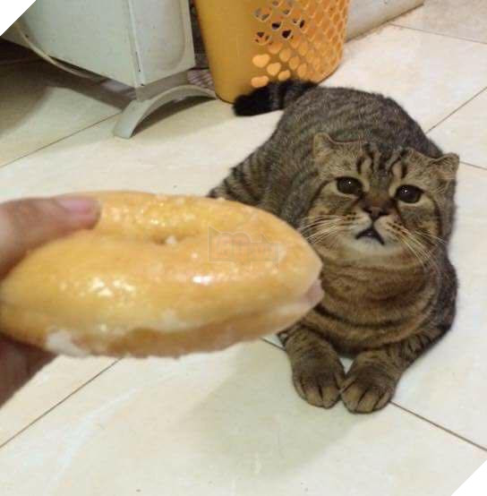 Hình ảnh cho thấy mấy con mèo là chúa nghịch ngợm và thích làm trò mèo khiến cho các sen cười mãi không thôi 17