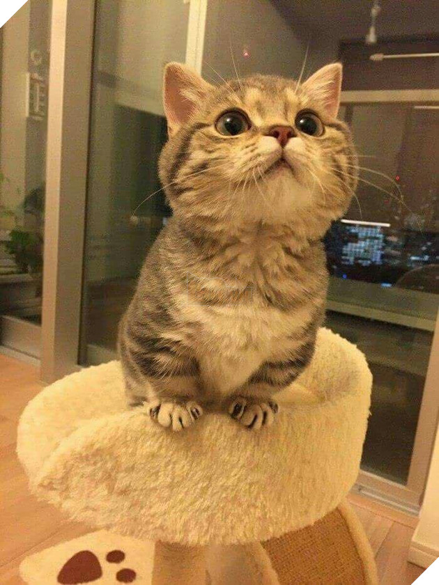 Hình ảnh cho thấy mấy con mèo là chúa nghịch ngợm và thích làm trò mèo khiến cho các sen cười mãi không thôi 18