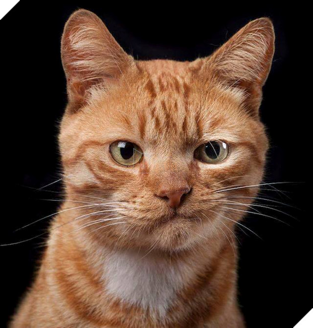 Hình ảnh cho thấy mấy con mèo là chúa nghịch ngợm và thích làm trò mèo khiến cho các sen cười mãi không thôi 19