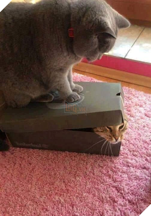 Hình ảnh cho thấy mấy con mèo là chúa nghịch ngợm và thích làm trò mèo khiến cho các sen cười mãi không thôi