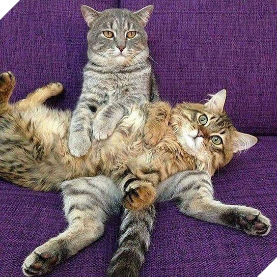 Hình ảnh cho thấy mấy con mèo là chúa nghịch ngợm và thích làm trò mèo khiến cho các sen cười mãi không thôi 20