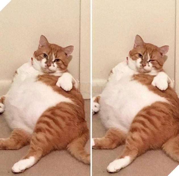 Hình ảnh cho thấy mấy con mèo là chúa nghịch ngợm và thích làm trò mèo khiến cho các sen cười mãi không thôi 21