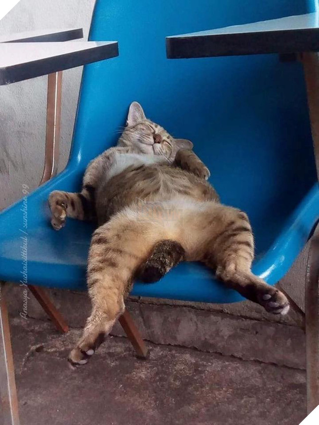 Hình ảnh cho thấy mấy con mèo là chúa nghịch ngợm và thích làm trò mèo khiến cho các sen cười mãi không thôi 22