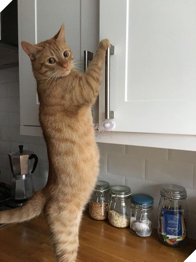 Hình ảnh cho thấy mấy con mèo là chúa nghịch ngợm và thích làm trò mèo khiến cho các sen cười mãi không thôi 23