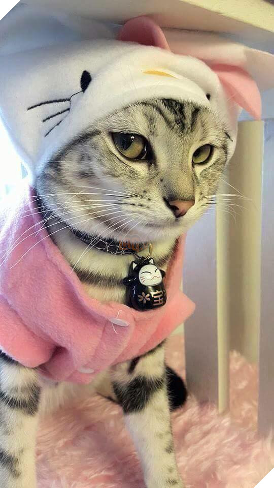 Hình ảnh cho thấy mấy con mèo là chúa nghịch ngợm và thích làm trò mèo khiến cho các sen cười mãi không thôi 24