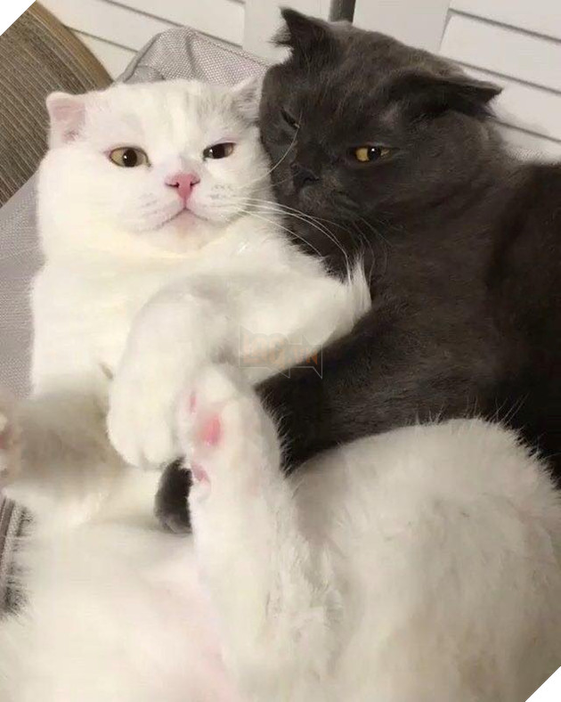Hình ảnh cho thấy mấy con mèo là chúa nghịch ngợm và thích làm trò mèo khiến cho các sen cười mãi không thôi 25