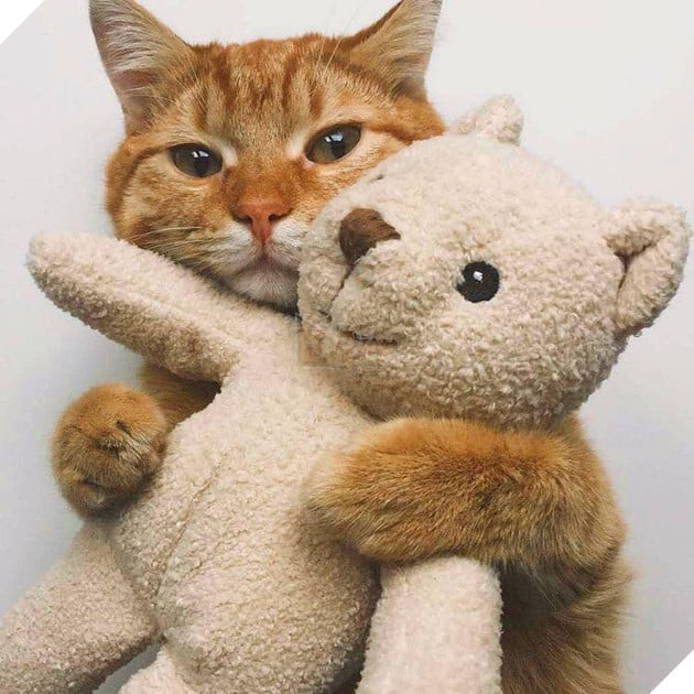 Hình ảnh cho thấy mấy con mèo là chúa nghịch ngợm và thích làm trò mèo khiến cho các sen cười mãi không thôi 26