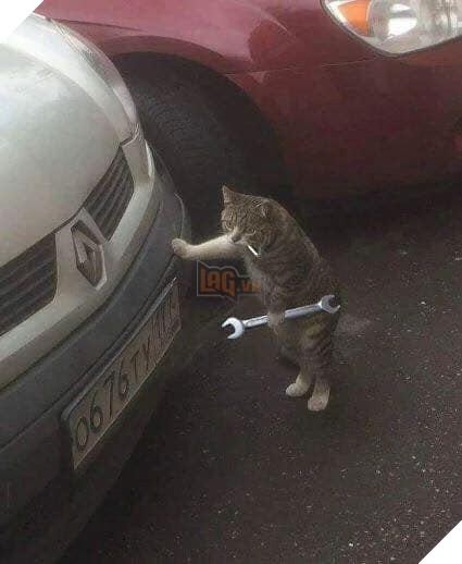 Hình ảnh cho thấy mấy con mèo là chúa nghịch ngợm và thích làm trò mèo khiến cho các sen cười mãi không thôi 2