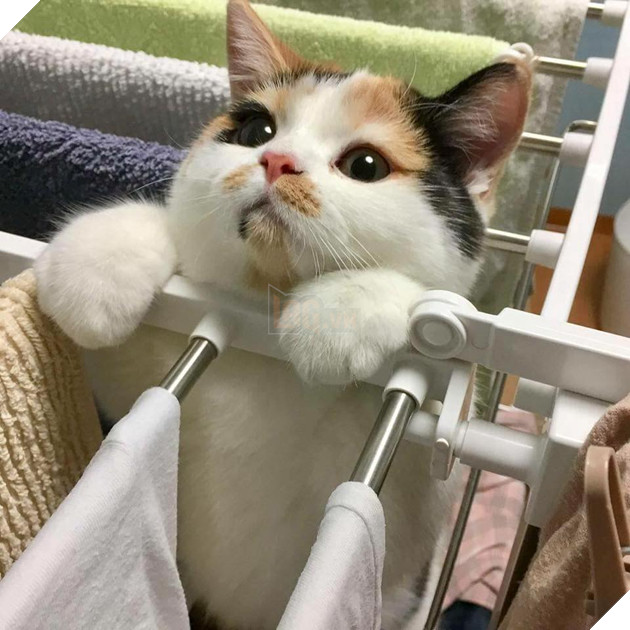 Hình ảnh cho thấy mấy con mèo là chúa nghịch ngợm và thích làm trò mèo khiến cho các sen cười mãi không thôi 4