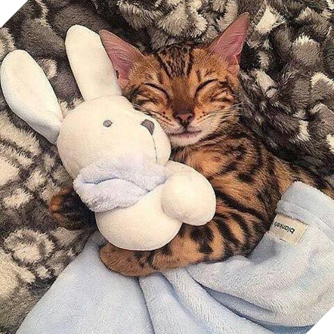 Hình ảnh cho thấy mấy con mèo là chúa nghịch ngợm và thích làm trò mèo khiến cho các sen cười mãi không thôi 7