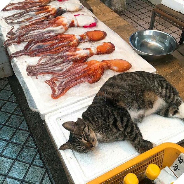 Hình ảnh cho thấy mấy con mèo là chúa nghịch ngợm và thích làm trò mèo khiến cho các sen cười mãi không thôi 8