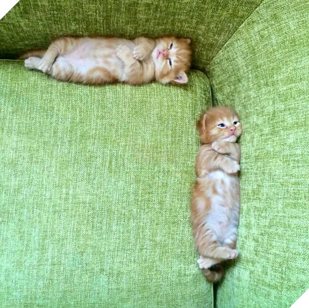 Hình ảnh cho thấy mấy con mèo là chúa nghịch ngợm và thích làm trò mèo khiến cho các sen cười mãi không thôi 9