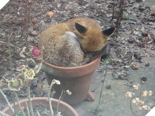 16 hình ảnh cho thấy chó mèo là loài động vật ngủ bất chấp khiến cho các con phì cười vì quá dễ thương