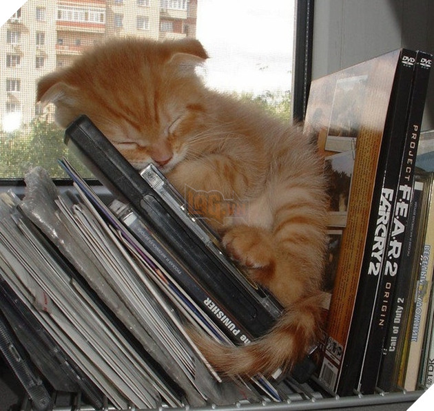 16 hình ảnh cho thấy chó mèo là loài động vật ngủ bất chấp khiến cho các con phì cười vì quá dễ thương 10