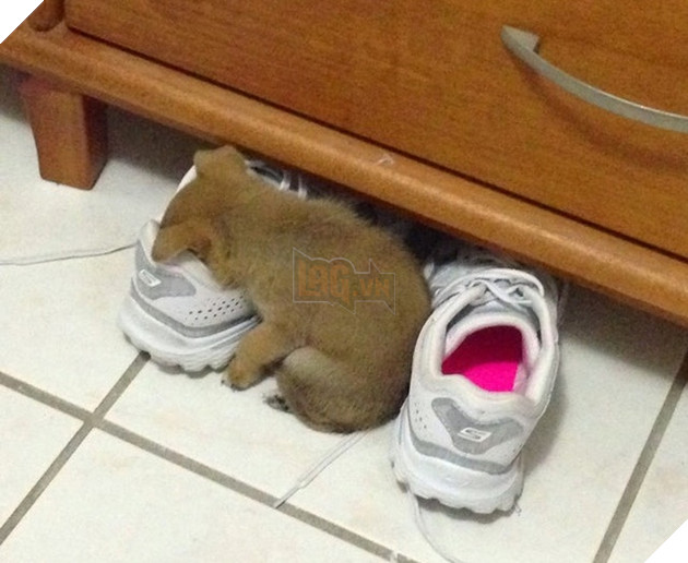 16 hình ảnh cho thấy chó mèo là loài động vật ngủ bất chấp khiến cho các con phì cười vì quá dễ thương 11