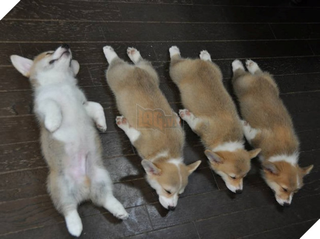 16 hình ảnh cho thấy chó mèo là loài động vật ngủ bất chấp khiến cho các con phì cười vì quá dễ thương 13