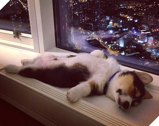 16 hình ảnh cho thấy chó mèo là loài động vật ngủ bất chấp khiến cho các con phì cười vì quá dễ thương 14