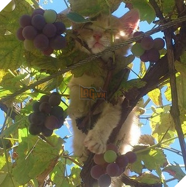 16 hình ảnh cho thấy chó mèo là loài động vật ngủ bất chấp khiến cho các con phì cười vì quá dễ thương 15