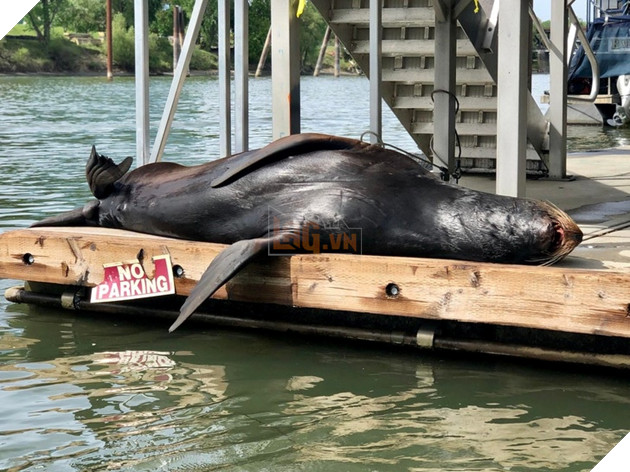 16 hình ảnh cho thấy chó mèo là loài động vật ngủ bất chấp khiến cho các con phì cười vì quá dễ thương 2