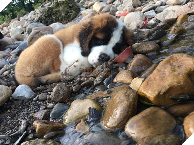 16 hình ảnh cho thấy chó mèo là loài động vật ngủ bất chấp khiến cho các con phì cười vì quá dễ thương 3