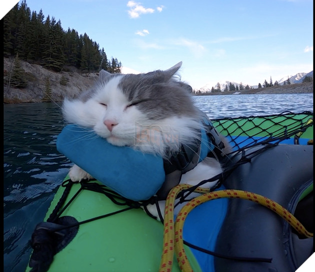 16 hình ảnh cho thấy chó mèo là loài động vật ngủ bất chấp khiến cho các con phì cười vì quá dễ thương 4