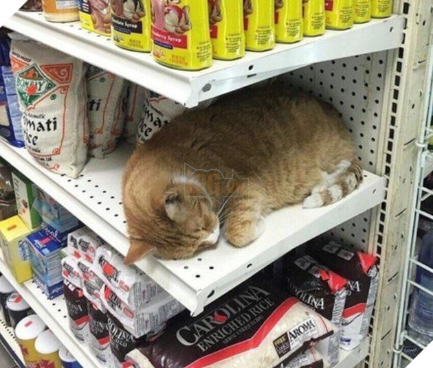 16 hình ảnh cho thấy chó mèo là loài động vật ngủ bất chấp khiến cho các con phì cười vì quá dễ thương 5