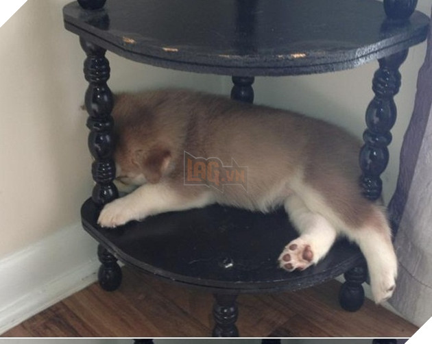 16 hình ảnh cho thấy chó mèo là loài động vật ngủ bất chấp khiến cho các con phì cười vì quá dễ thương 7