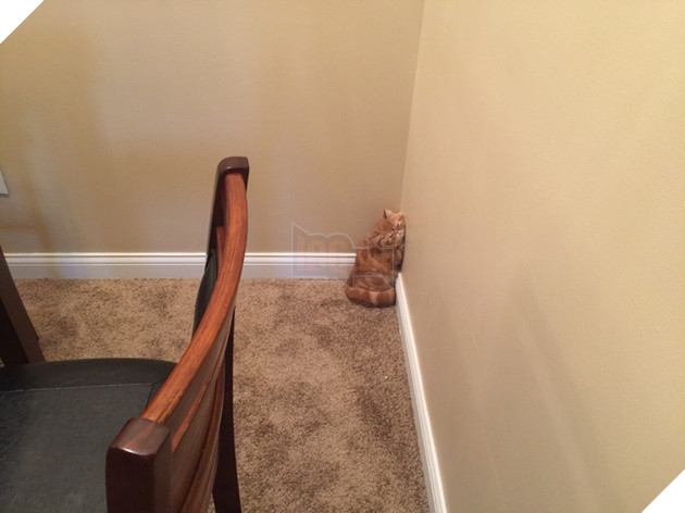 16 hình ảnh cho thấy chó mèo là loài động vật ngủ bất chấp khiến cho các con phì cười vì quá dễ thương 8