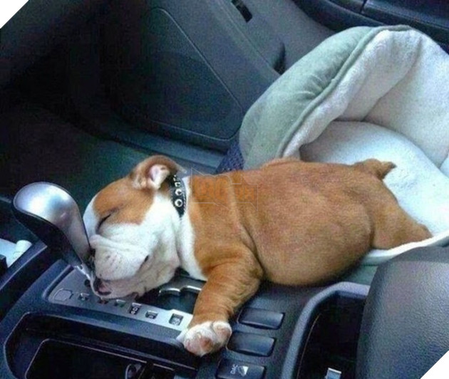 16 hình ảnh cho thấy chó mèo là loài động vật ngủ bất chấp khiến cho các con phì cười vì quá dễ thương 9